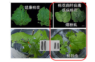 近日，微生物研究所發(fā)現(xiàn)雙生病毒調(diào)控植物免疫平衡實現(xiàn)全新生態(tài)功能